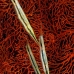 razorfish_kbrhr_v_0418_sul5600.jpg